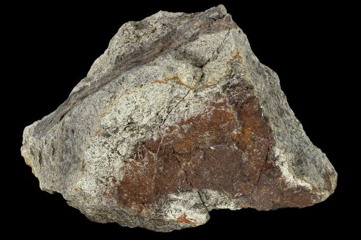Fossil Triceratops Bone Section - North Dakota #117587